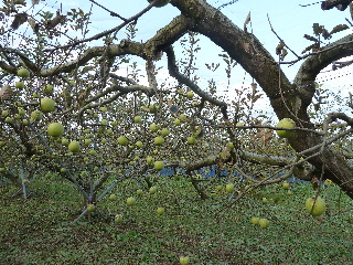 japan 島根県飯石郡飯南町下赤名2814 赤来高原観光りんご園。