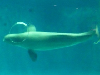 アクアクにいる白イルカのマジックリング
