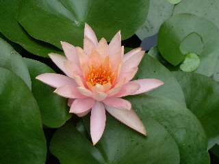 japan 島根県松江市西浜佐陀町330-1 松江イングリッシュガーデン