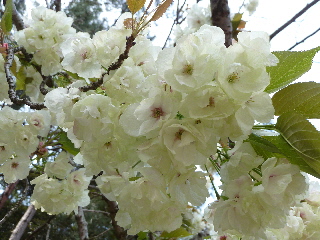 japan 島根県出雲市斐川町上直江2308番地 出雲村田製作所で桜と椿の花見をしました。
