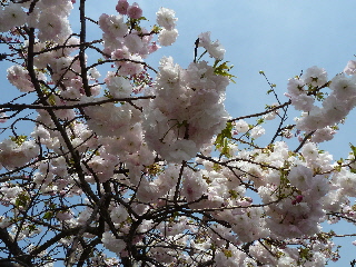japan 島根県出雲市斐川町上直江2308番地 出雲村田製作所で桜と椿の花見をしました。