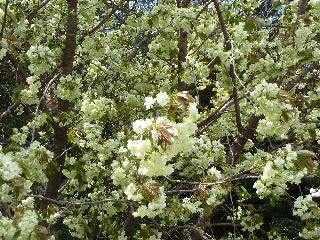 japan 島根県出雲市斐川町上直江2308番地 出雲村田製作所で桜と椿の花見をしました。