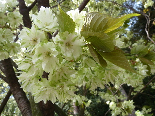 japan 島根県出雲市斐川町上直江2308番地 出雲村田製作所で桜と椿の花見をしました。