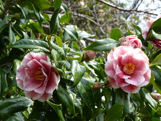 japan 島根県出雲市斐川町上直江2308番地 出雲村田製作所で桜と椿の花見をしました。