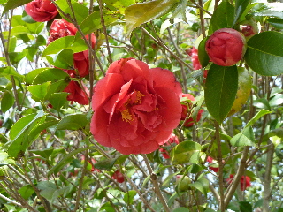 japan 島根県出雲市斐川町上直江2308番地 出雲村田製作所で桜と椿の花見をしました。