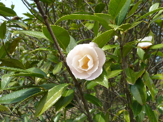 japan 島根県出雲市斐川町上直江2308番地 出雲村田製作所で桜と椿の花見をしました。