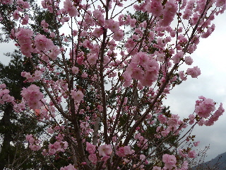 �o�_��Ђ̔��d��