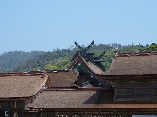 出雲大社の屋根