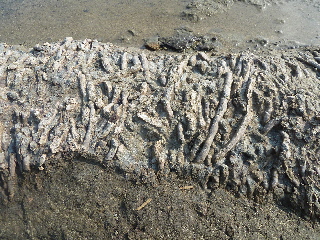 japan 島根県浜田市国分町 畳ヶ浦を観光しました。