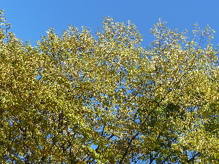japan 島根県出雲市古志町3775 畜産ふれあいまつり 10月