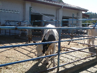 japan 島根県出雲市古志町3775 畜産ふれあいまつり 10月