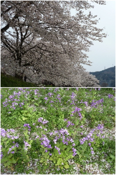 japan 島根県雲南市木次町 木次で花馬車に乗りました。（2014）
