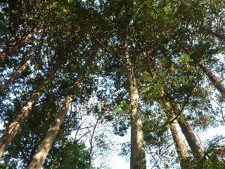 japan 島根県出雲市大津町上来原 来原岩樋公園の景色