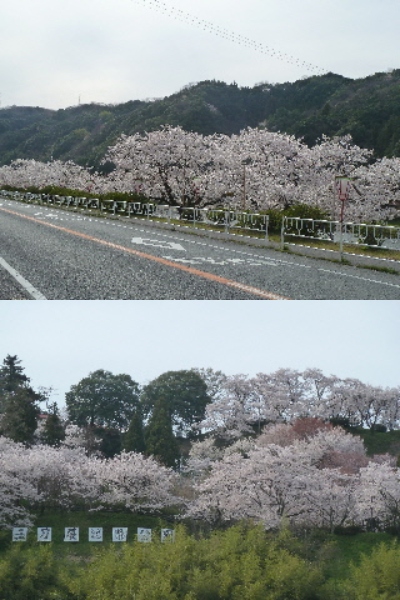 japan 島根県雲南市三刀屋町　国道54号線沿いの桜 これは三刀屋町の桜。雲南市はいろんなところに桜並木がありますね。