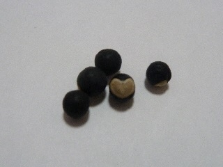 古代出雲歴史博物館のフウセンカズラの種