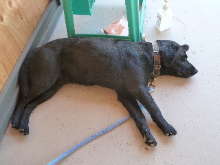 �����炨�낿�q��̃��g���o�[