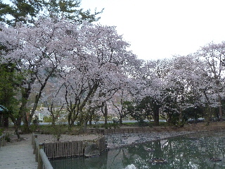 出雲大社の水辺の桜