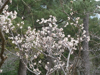 出雲大社の梅の花