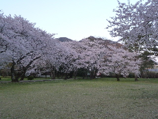 出雲大社の桜の広場