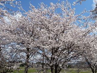 出雲市西林木町の桜