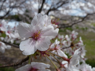 元オムロン出雲近くの桜