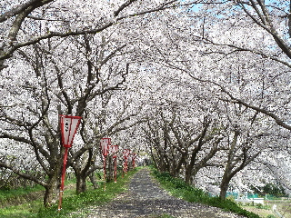 出雲市の桜の名所