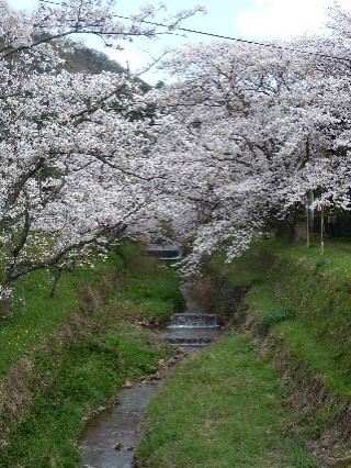 鳶巣土手の桜