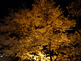 japan 島根県雲南市木次町 木次の桜まつりで花火を見ました。（2015）