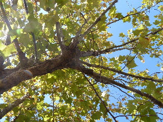 japan 島根県出雲市塩冶町89-1 島根大学医学部の文化祭「くえびこ祭」に行きました。