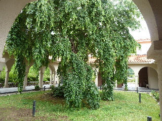 japan 島根県浜田市三隅町古市場589 石正美術館で「石本正 ロマネスクへの憧れ」と「西久松吉雄 祈りの地 古の風景」を見ました。