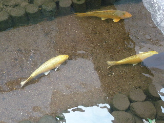 japan 鳥取県倉吉市 赤瓦十三号館 白壁倶楽部で美味しいランチをいただきました。