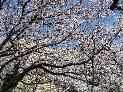 japan 島根県出雲市塩冶有原町2丁目 有原公園でお昼ご飯を食べながら花見をしました。