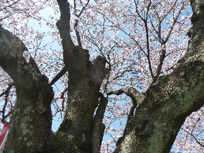 japan 島根県出雲市塩冶有原町2丁目 有原公園でお昼ご飯を食べながら花見をしました。