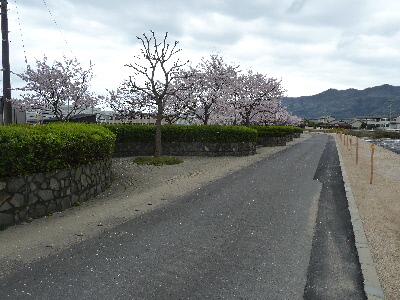japan 島根県出雲市大津朝倉 朝倉親水公園の桜