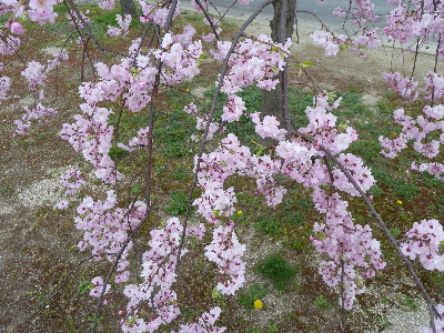 japan 島根県出雲市大津朝倉 朝倉親水公園の桜