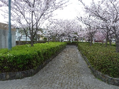 japan 島根県出雲市大津朝倉 朝倉親水公園の桜