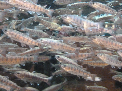 島根県立宍道湖自然観ゴビウス