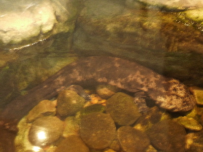 島根県立宍道湖自然観ゴビウス