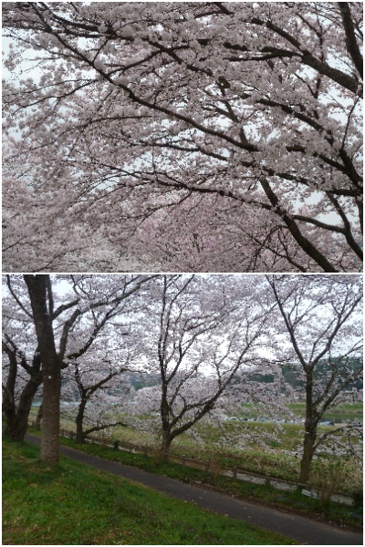 japan 島根県雲南市木次町 先週がおまつりでしたが、木次土手の桜は満開でした。（2017）