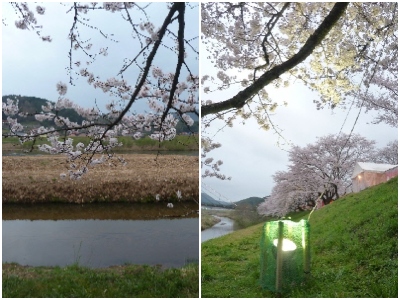 japan 島根県雲南市木次町 先週がおまつりでしたが、木次土手の桜は満開でした。（2017）