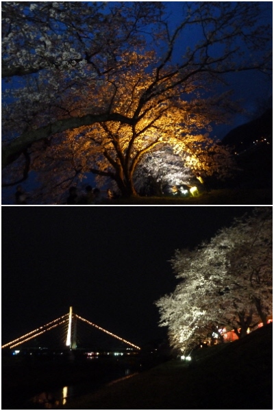 japan 島根県雲南市木次町 先週がおまつりでしたが、木次土手の桜は満開でした。（2017）