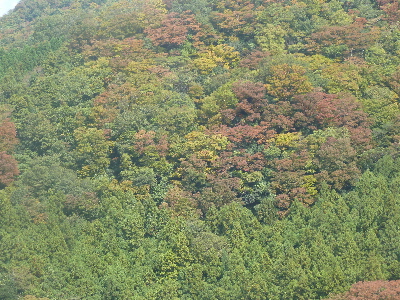 japan 島根県出雲市佐田町反辺1747-6 天気が良かったので、お昼を食べに佐田町のイベント「スサノオごっとこいまつり」に行きました。 11月