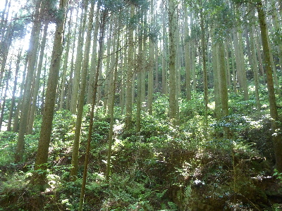japan 島根県出雲市乙立町 立久恵峡の炎の祭典を見に行きました。