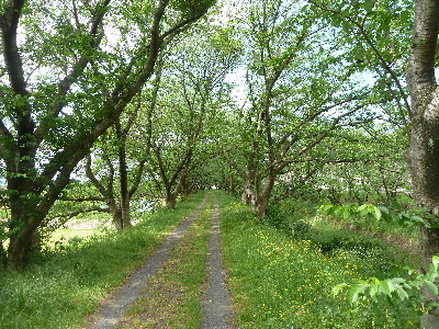 新緑のトンネル