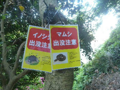 japan 島根県松江市美保関町美保関658 五本松公園は朝がお勧めです。