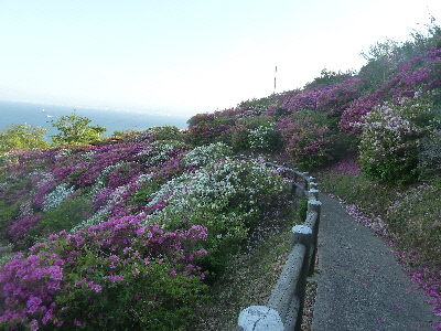 japan 島根県松江市美保関町美保関658 五本松公園は朝がお勧めです。