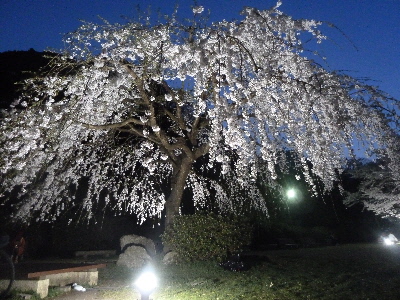 斐川公園の夜桜散策