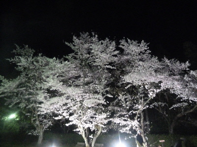 斐川公園の夜桜散策