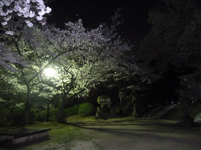 斐川公園の夜桜散策