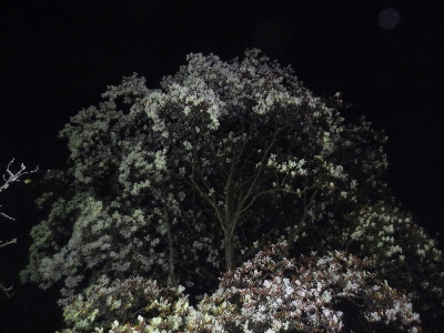 斐川公園の夜桜散策